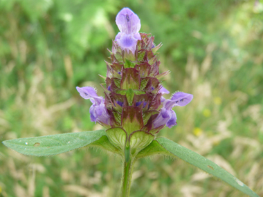 Petites fleurs (environ 1 cm de long), habituellement bleuâtres mais parfois purpurines voire plus rarement blanches. Elles sont disposées de sorte que l'on peut imaginer un cylindre disposé verticalement. Agrandir dans une nouvelle fenêtre (ou onglet)